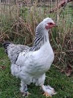 Mooie jonge hen, Dieren en Toebehoren, Pluimvee, Vrouwelijk, Kip