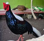 Jonge Swinhoe-fazant, Dieren en Toebehoren, Vogels | Hokken en Kooien, Ophalen of Verzenden, Nieuw, Overige materialen, Volière