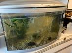 Aquarium ferplast cayman 80, Ophalen, Gebruikt, Leeg aquarium