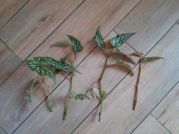 grote stekken begonia sherwood forest beschikbaar voor biedingen