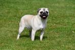 Mopshond teefje te koop, Dieren en Toebehoren, Honden | Bulldogs, Pinschers en Molossers, 15 weken tot 1 jaar, Overige rassen