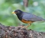 KWEEKKOPPEL ZWARTBORST LIJSTERS, Dieren en Toebehoren, Vogels | Overige Vogels, Meerdere dieren, Geringd