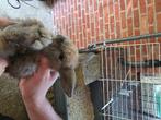 Nederlandse hangoor Dwerg konijnen, Dieren en Toebehoren, Konijnen, Mannelijk, Dwerg, Hangoor, 0 tot 2 jaar