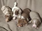 Jack Russell pups, Dieren en Toebehoren, België, Jack Russell Terriër, 8 tot 15 weken, Meerdere