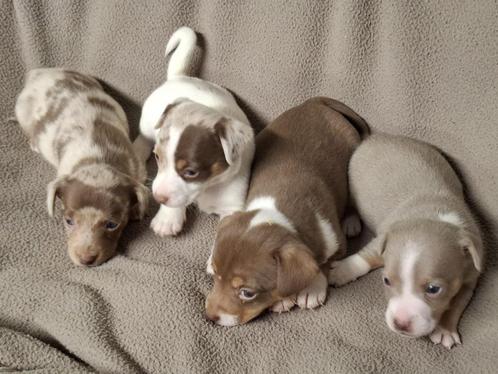 Jack Russell pups
