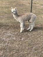 Alpaca koppel, Februari, Meerdere dieren