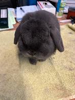 Nederlandse hangoordwerg ram blauw, Dieren en Toebehoren, Mannelijk, Dwerg, Hangoor, 0 tot 2 jaar