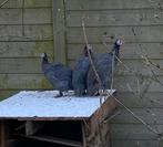 Parelhoen, Animaux & Accessoires, Volatiles, Plusieurs animaux, Autres espèces