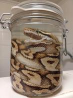 Ballpython op sterk water, Verzamelen, Dierenverzamelingen, Ophalen