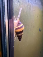 Anatome helena slak (assasin snail), Overige typen, Zoetwatervis, Schoolvis