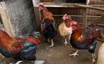 Marans van 2025, Dieren en Toebehoren, Pluimvee
