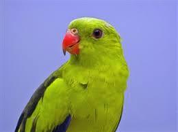 PERRUCHE DE MONTAGNE, Animaux & Accessoires, Oiseaux | Perruches & Perroquets, Perruche, Plusieurs animaux, Parleur, Domestique