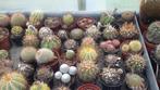 Assortiment cactussen, Cactus, En pot, Plante verte, Plein soleil