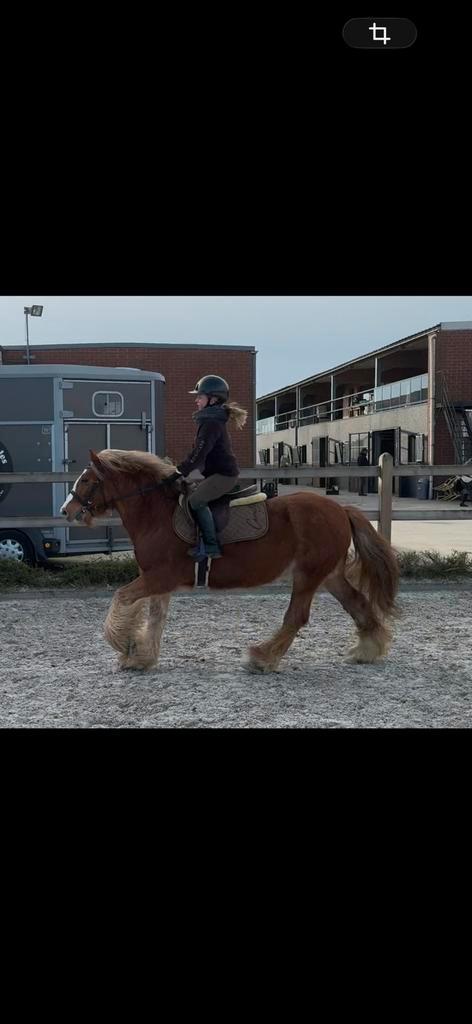 Lieve 6 jarige tinker ruin, Dieren en Toebehoren, Pony's, Ruin