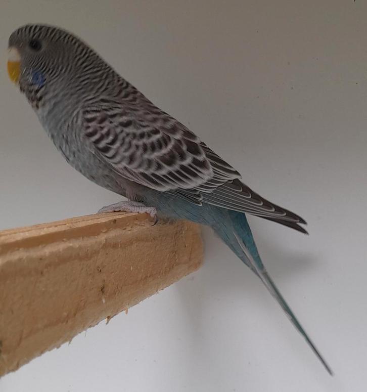 bf grasparkiet, Dieren en Toebehoren, Vogels | Parkieten en Papegaaien