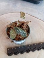 Begonia U074, Maison & Meubles, Ombre partielle, Enlèvement ou Envoi, Autres espèces