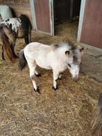 2 mini hengstjes, Dieren en Toebehoren, Pony's