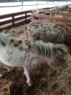 Veulens, Dieren en Toebehoren, Schapen, Geiten en Varkens