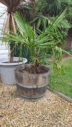 palmboom, Ophalen, In pot, Palmboom