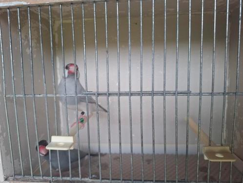 Rijstvogels tentoonstellingskwaliteit, Dieren en Toebehoren, Vogels | Overige Vogels