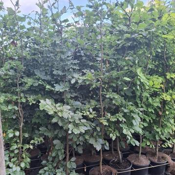 Beukenhagen in pot  beschikbaar voor biedingen