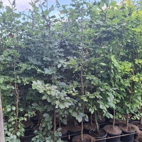 Beukenhagen in pot, Tuin en Terras, Planten | Struiken en Hagen, Haag, Beukenhaag, 100 tot 250 cm, Ophalen