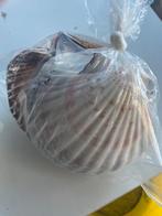 Zakjes met 10 grote schelpen, Verzamelen, Ophalen of Verzenden