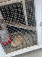 Kwartels gratis, Dieren en Toebehoren, Ophalen of Verzenden, Zo goed als nieuw