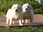 Heel mooie golden retriever pups particulier, Dieren en Toebehoren, Honden | Retrievers, Spaniëls en Waterhonden, Golden retriever