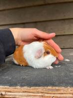 Cavia beertjes te koop, Dieren en Toebehoren, Knaagdieren, Oktober, Mannelijk, Cavia