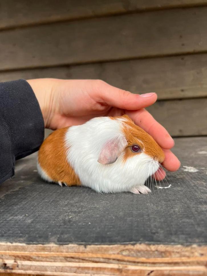 Cavia beertjes te koop, Dieren en Toebehoren, Knaagdieren, Mannelijk, Cavia, Oktober