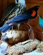 Opgezette exotische vogel, taxidermie., Dieren en Toebehoren