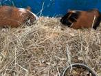 2 jonge cavia broertjes, Dieren en Toebehoren, Knaagdieren, Cavia