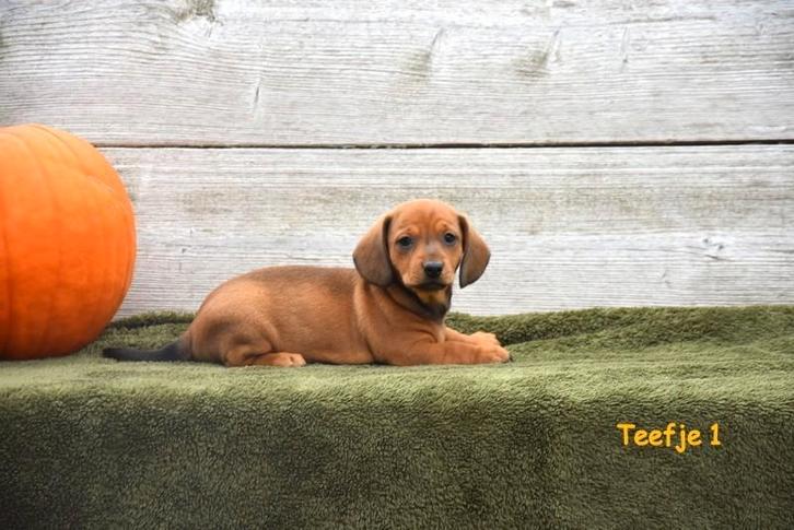 Prachtige Teckel pupjes, Dieren en Toebehoren, Honden | Teckels en Dashonden, Meerdere dieren, Korthaar, Dwerg, Fokker | Professioneel