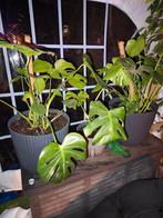 2 gezonde XL monstera met bloempot, Tuin en Terras, Ophalen