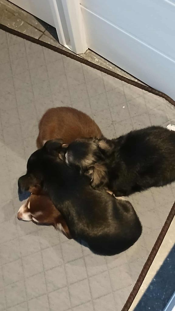 chihuahua pups, Dieren en Toebehoren, Honden | Chihuahua's en Gezelschapshonden, Meerdere dieren, Chihuahua, Fokker | Hobbymatig