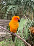 Je cherche un conure ou couple, Animaux & Accessoires