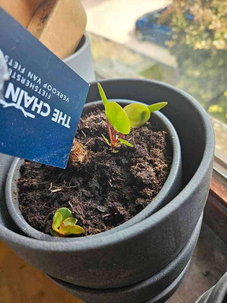 Pannenkoekenplant, Huis en Inrichting, Kamerplanten, Ophalen