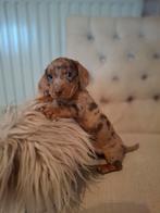 Merle en choco tan teckelpuppies, echte snoepjes zo mooi., Dieren en Toebehoren, België, Standaard, Fokker | Hobbymatig, CDV (hondenziekte)