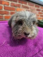 Ch teddy cavia zusjes, Cobaye, Femelle