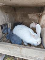 Vlamese Reus, Dieren en Toebehoren, Konijnen