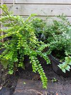 Chinese kamperfoelie ingepot €2 per stuk. 0486 215927, Tuin en Terras, Planten | Tuinplanten, Ophalen