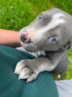 Amerikaanse Stafford pups, Dieren en Toebehoren, Honden | Jack Russells en Terriërs, CDV (hondenziekte), Meerdere, 8 tot 15 weken
