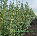 Ligustrum ovalifolium aan stuntprijzen!, Ophalen