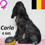 Engelse Cocker "Carla" - Belgische pup te koop, Dieren en Toebehoren, CDV (hondenziekte), Teef, België, Spaniël