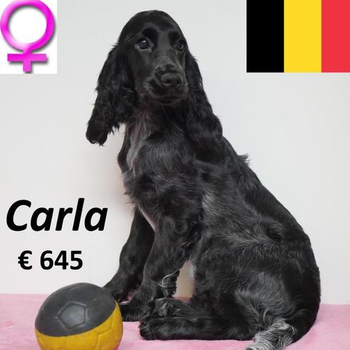 Cocker anglais « Carla » - chiot belge à vendre, Animaux & Accessoires, Chiens | Retrievers, Épagneuls & Chiens d'eau, Chienne