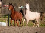 Mooi dubbelspan arabische volbloeden, Dieren en Toebehoren, Paarden, Gechipt, Minder dan 160 cm, B, Ruin