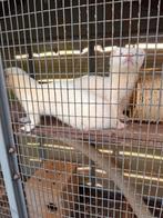 Jacht frettenpups, Dieren en Toebehoren