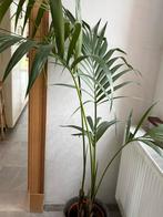 Binnenhuis plant te koop, Huis en Inrichting, Woonaccessoires | Zuilen en Pilaren, Ophalen, Zo goed als nieuw