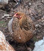 Brahma's hennen en haan